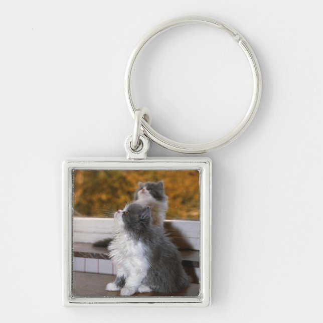 Cat sitting and looking up key ring (Front)