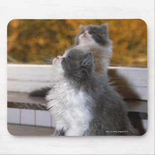 Cat sitting and looking up mouse pad