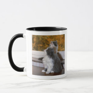 Cat sitting and looking up mug