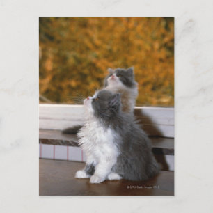 Cat sitting and looking up postcard