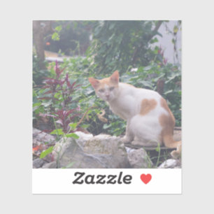 Cat Sitting on a Rubble of Stones