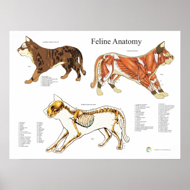 Cat Skeletal Muscle Veterinary Anatomy Chart (Front)