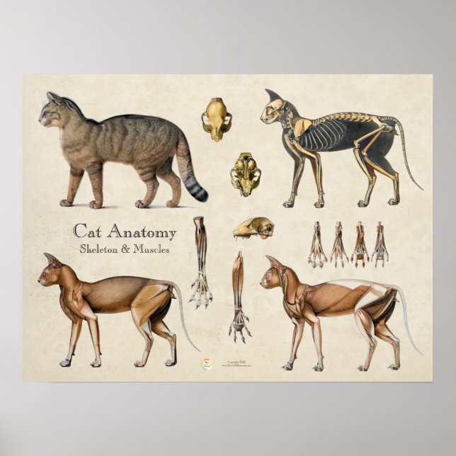 Cat Skeletal Muscular Anatomy Poster (Front)