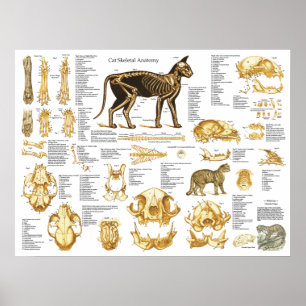 Cat Skeletal Skull Anatomy Poster 18 X 24