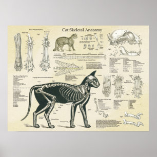 Cat Skeletal System Bones Anatomy Chart