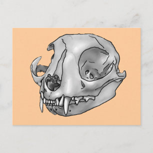 cat skull postcard