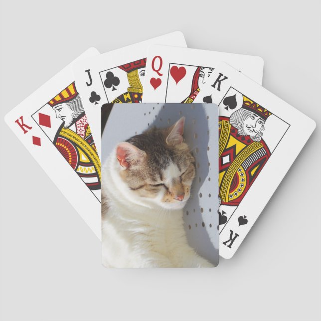 Cat sleeping in a garden playing cards (Back)