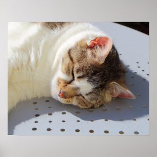 Cat sleeping in a garden poster