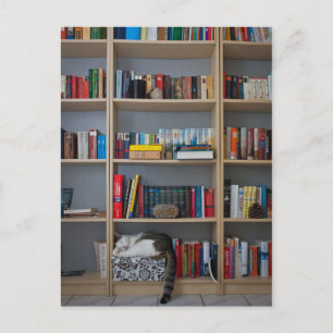 Cat sleeping in bookshelf library books postcard