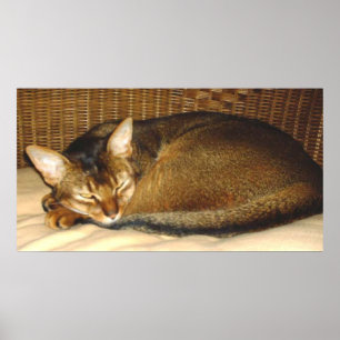 Cat Sleeping in Wicker Chair Poster