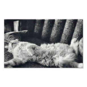 Cat Sleeping On Couch Feline Sofa Kitty Photo Print