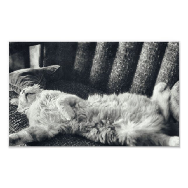 Cat Sleeping On Couch Feline Sofa Kitty Photo Print (Front)