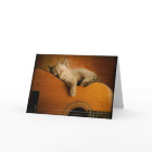 Cat sleeping on guitar