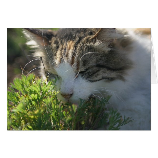 Cat Smelling a Plant (Front Horizontal)