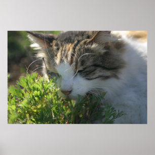 Cat Smelling a Plant Poster