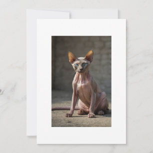 cat sphinx invitation