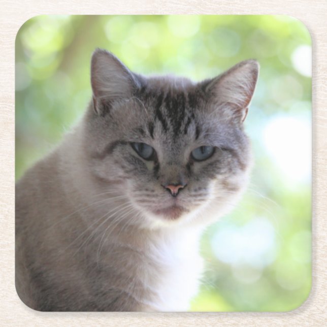 Cat   square paper coaster (Front)