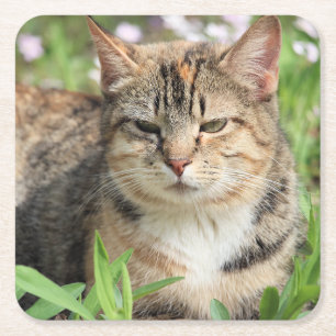 Cat Square Paper Coaster