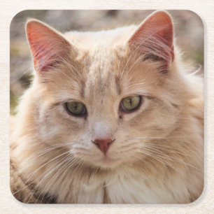 Cat square paper coaster
