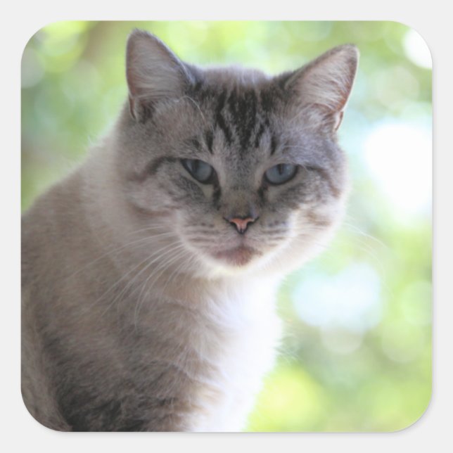Cat Square Sticker (Front)