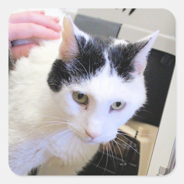 Cat    square sticker (Front)