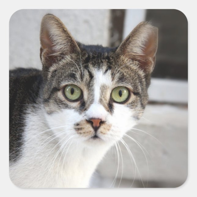 Cat Square Sticker (Front)