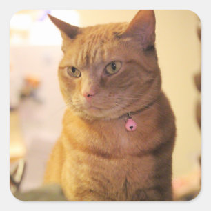Cat Square Sticker