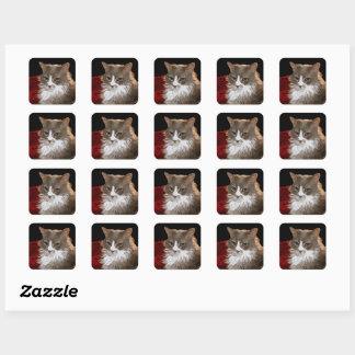 CAT SQUARE STICKER