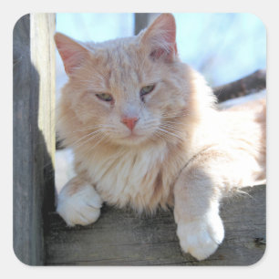 Cat Square Sticker
