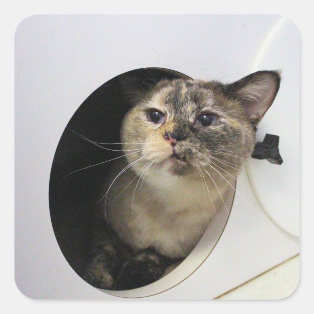 Cat   square sticker (Front)