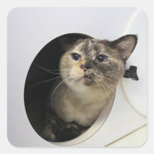 Cat   square sticker