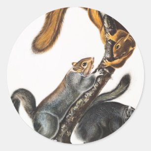 Cat Squirrel (Sciurus cinereus) Illustration Classic Round Sticker