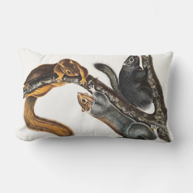 Cat Squirrel (Sciurus cinereus) Illustration Lumbar Cushion (Front)