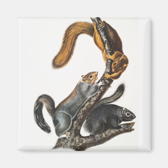 Cat Squirrel (Sciurus cinereus) Illustration Magnet (Front)