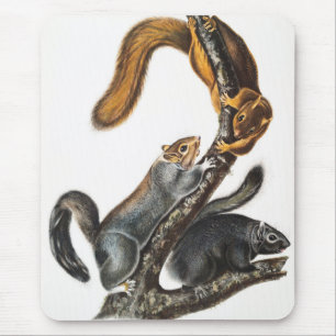 Cat Squirrel (Sciurus cinereus) Illustration Mouse Pad