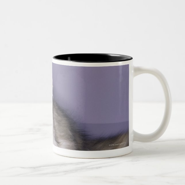Cat stepping into high heel Two-Tone coffee mug (Right)