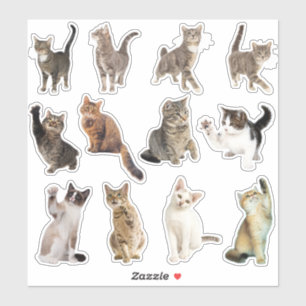 Cat Sticker Collection