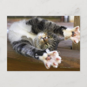 Cat stretching, indoors postcard