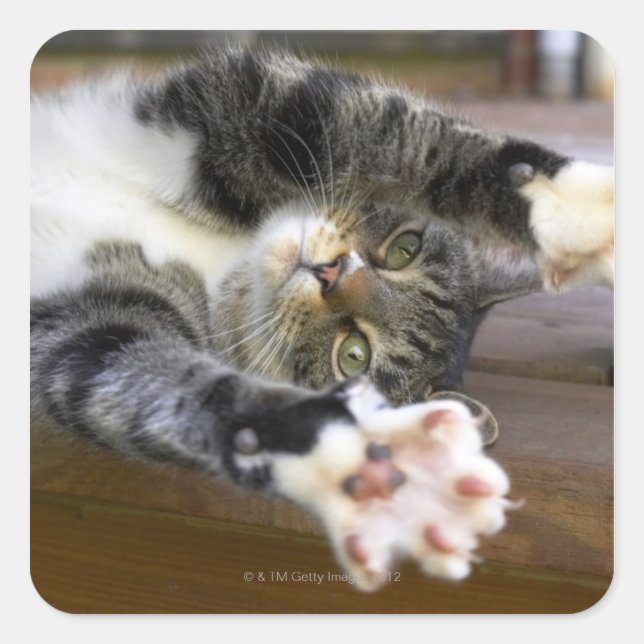 Cat stretching, indoors square sticker (Front)