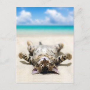Cat Sunbathing at the Beach Postcard