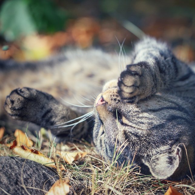 Cat sunbathing  postcard (Creator Uploaded)