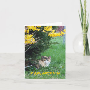 Cat, Sweet One, Birthday Card