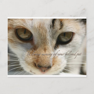 cat sympathy card