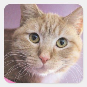 Cat T-Shirt Square Sticker