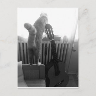 Cat Tail. Black/White Postcard