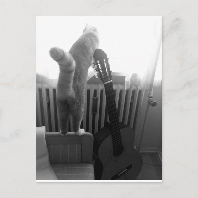 Cat Tail. Black/White Postcard (Front)