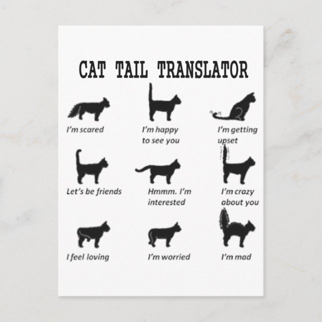 CAT TAIL TRANSLATOR POSTCARD (Front)