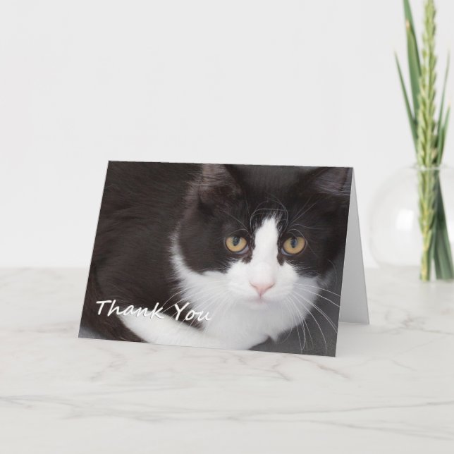 Cat Thank You Card by Focus for a Cause (Front)