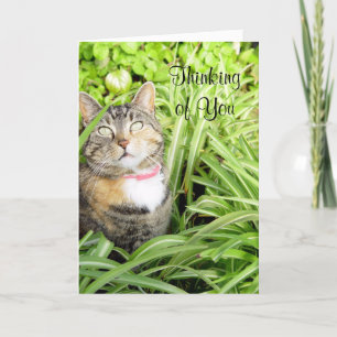Cat Thinking of You Card