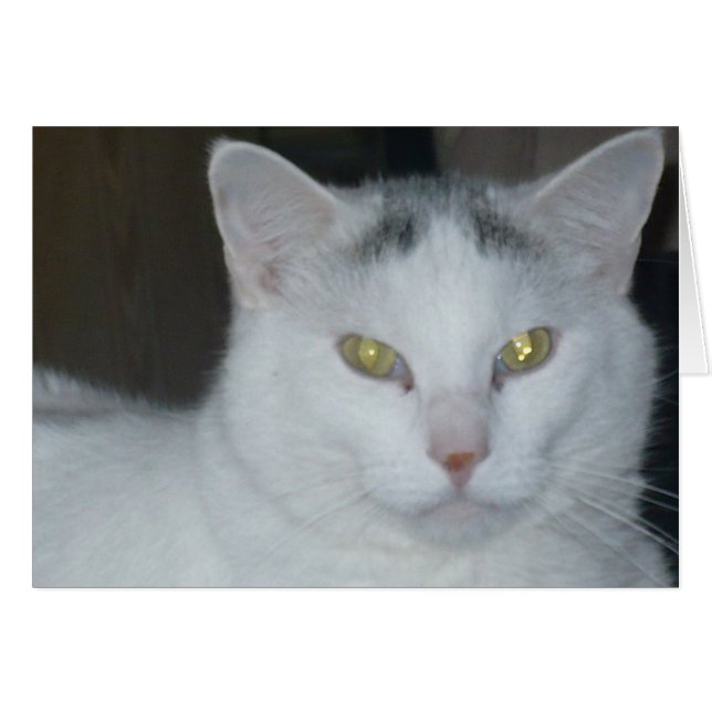 Cat Thoughts White Cat (Front Horizontal)